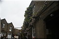 View of the oldest wisteria in the country from the Fuller