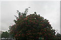 View of blossom in the Homefield South Recreation Ground from the subway under the A4