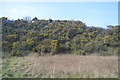 Gorse bushes by A388