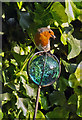 North London robin in the evening sun