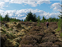 NH6561 : Heather track across an open section of the Millbuie Forest by Julian Paren