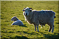 North Devon : Grassy Field & Sheep