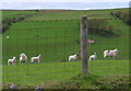 Sheep and lambs - 1) through the wire fence