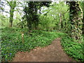 Path junction in Wyndcliff Wood