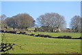 Pasture, Southern slopes of Kit Hill