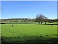 Sheep grazing near Gayles Fields