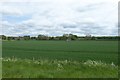 Farmland from the river embankment