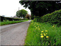 H5064 : Dandelions along Drumconnelly Road by Kenneth  Allen