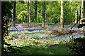 Bluebells in Grove Wood