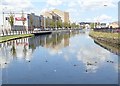 Mallard hen and chicks on the Newry Canal at Ballybott Bridge