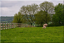 ST0801 : East Devon : Grassy Field by Lewis Clarke