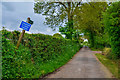 East Devon : Country Lane