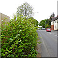 Japanese Knotweed in Wolverhampton