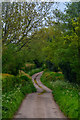 East Devon : Country Lane