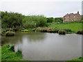 Raindrops  on  the  pond  at  Low  Bellmanear  Farm