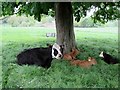 Cow  and  calves  at  Birdsall