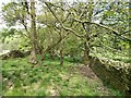 Footpath down to Black Brook