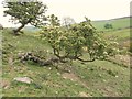 Natural waymarkers