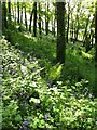 Noss Mayo: Brookings Down Wood