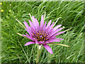 Salsify, Tragopogon porrifolius