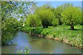 Trees by the River Windrush, Witney, Oxon