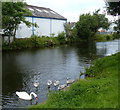 Swans on the Leeds and Liverpool Canal at Rishton