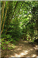 Path below Haldon Belvedere