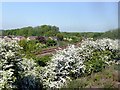 May blossom between the tracks