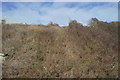 Well vegetated embankment