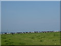 SU0370 : Cattle grazing above Cherhill by Vieve Forward