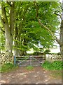 Avenue of Beech trees