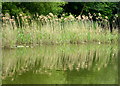 Reeds on Reed Pond, near Canterbury