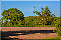 East Devon : Ploughed Field