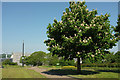 Horse chestnut, Devonport Park