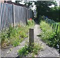 Poppies flowering by Hardy Road