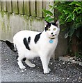 Friendly cat in Cozens Road