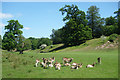 Deer in Knole Park