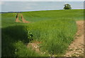 Barley near Combeshead Farm