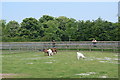 Animal enclosure at Barleylands