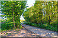 East Devon : Country Lane