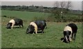 Wessex Saddlebacks, Horton, Gloucestershire 1990