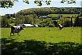 Dairy cattle in a field