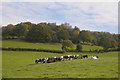 SO6563 : Cattle beneath Stoke Hill by Richard Webb