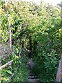 Wimborne Minster: the public footpath goes down these steps