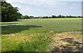 Mown field beside Twineham Lane