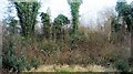 Trackside vegetation, The Warren