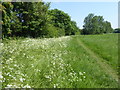 The Dog Rose Ramble west of Yeading Lane