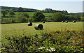 Bales near Merton Mill