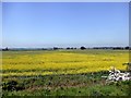 SE5035 : Field of flowering oilseed rape beside the railway by Graham Hogg