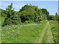 Bridleway on Malvern Common